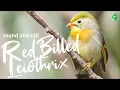 Download Lagu Red-billed leiothrix singing | Pekin Robin Bird Song Leiothrix lutea