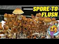 Download Lagu Spore To Flush - All In One Mushroom Bag | Complete Beginner's Guide To Growing Mushrooms