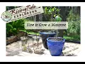 How to grow your own Mangrove