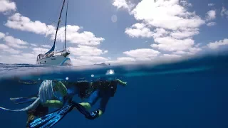 Scuba Diving with giants THE COD HOLE Episode 50 | Sailing Catalpa