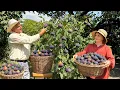 Download Lagu The Most Delicious Fig Pie in A Village! Harvesting and Homemade Recipes