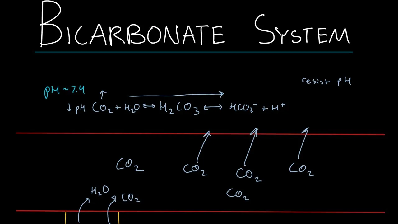 Bicarbonate buffer system for the MCAT