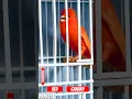Lagu Red canary/canário vermelho #lovebird #kenari  #bird