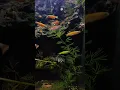 Download Lagu best schooling fish | Popular Aquarium fish - Zebrafish | Color danio fish | #danio #aquarium #fish