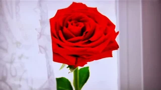 سامح المرشدى وعزف أغنية أنا هنا يا بن الحلال 