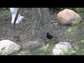 Download Lagu Berburu Hewan Kecil dengan Busur: Blackbird Bow Kill #2