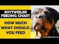 How Much to Feed Rottweiler Puppy Charts and Calculations