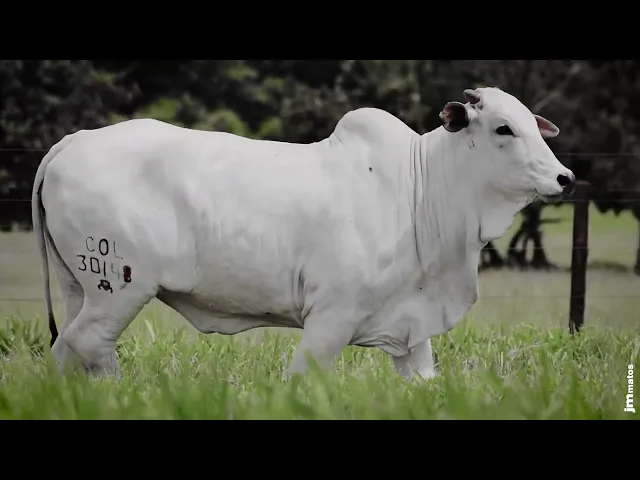 Novilha Nelore COL - 30148