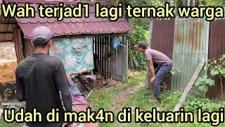 WADUH TERJAD1 LAGI TERNAK WARGA JAD1 SASAR4N ULAR INI UDAH DI MAK4N DI KELUAR1N LAGI