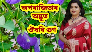 📌🌿😱আপুনি কেতিয়াও নুশুনা অপৰাজিতাৰ ৫ টা ঔষধি গুণ //