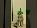 Download Lagu tinki wingki dipsi lala ASEP 😂🤣 #shorts #cat #kucing #pets #kucinglucu