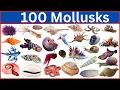 Download Lagu 100 Mollusks That Will Blow Your Mind