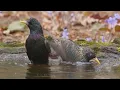 BIRD BATH Close Up: Relaxing Nature Sounds