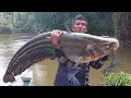 Download Lagu TAPAH GERGASI....😱  BESARNYA  LUAR BIASA MONSTER PENUNGGU MUARA SUNGAI #ikanbesar  #ikantapah