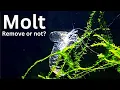 Why shrimp are molting shedding skin Should you remove shrimp molt