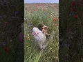 Download Lagu We finally got to see the wildflower meadow of our dreams this summer!🥹💕🌿