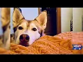 Watch for scams on missing pets