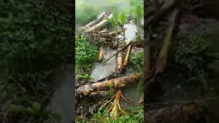 live fishing