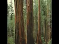 Redwoods - Made in M & Wun Two