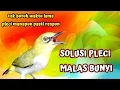 Download Lagu Pleci Buxtoni Ngalas Ngotot Efektif Buat Pancingan Pleci Yang Bunyi Cuma ngeriwik Langsung Bukpar