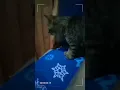 Download Lagu kucing kurus mandi dipapan awak kurus banyak rasan