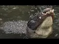 Alligator Mating Calls in Florida