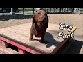 Download Lagu Mini dachshund puppy's first time to a dog park