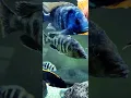 Download Lagu BIG AL  the venustus #love #fish #beautiful #africancichlids @mattyfish33
