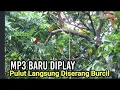 Download Lagu SUARA PIKAT BURUNG KECIL Ini Gak Terlalu Ribut Tapi Sangat Ampuh