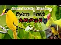 Download Lagu Suara ribut burung kepodang!!Putarkan masteran pemikat ini,yakin burung akan respon seketika