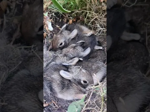 What do you call a nest of baby bunnies? They bring us so much happiness.