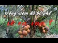Download Lagu Trồng dừa xiêm đỏ mà bỏ phế sẽ như thế nào ?
