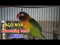 Download Lagu Suara lovebird ngekek panjang JAGO NYA memancing emosi lawan, lovebird malas bunyi langsung nyaut