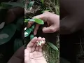 Download Lagu Bulbophillum sp anggrek langka didalam hutan sumatera | #orchid #anggrekhutan #anggrek #shorts