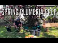 How to Repot Prepare Plumeria Trees for Spring GROWTH The Gardener s Garden