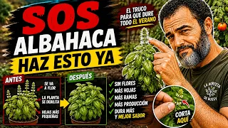 Mi albahaca se muere: el truco para que dure todo el verano