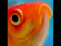 Poisson rouge