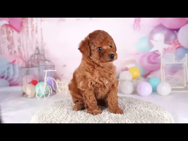 動画