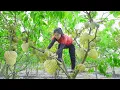 Download Lagu Colhendo Muitas Pinhas no Campo Para Vender no Mercado | vida na aldeia