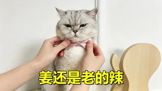 【#乔巴日记 】姜还是老的辣