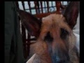 Tressa s Journey Virginia German Shepherd Rescue