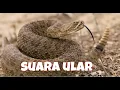 Download Lagu suara ular