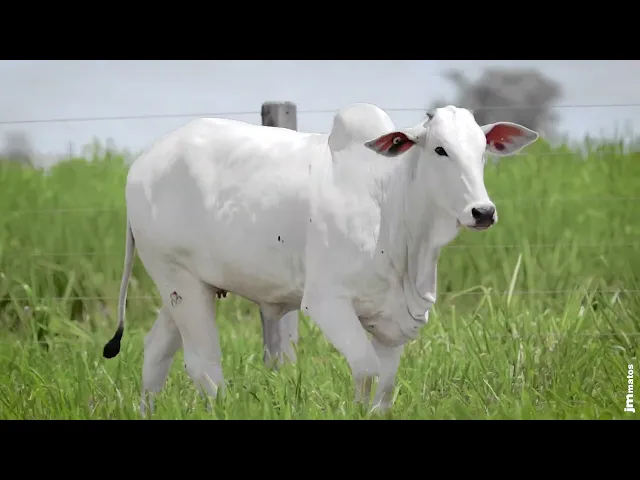 Novilha Nelore MMAR - 4571