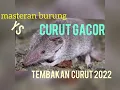 Download Lagu masteran murai - tembakan curut bikin ngeri