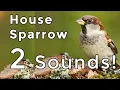 Download Lagu Lagu dan Panggilan Burung Pipit Rumah (2025): Pelajari kedua suara UMUM mereka!
