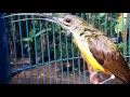 Download Lagu SUARA BURUNG : PIJANTUNG / KOLIBRI JANTUNG by Shandy AKM