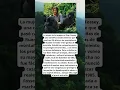 DIAN FOSSEY, TERRIBLE FINAL, đâ ïž