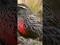 Lagu relaxing _ kicauan burung cantik di alam bebas