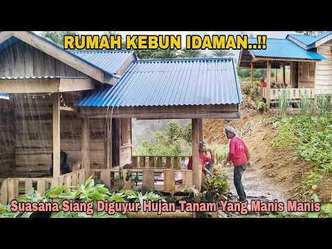 Download MP3 RUMAH KEBUN IDAMAN..!! Suasana Siang Diguyur Hujan Deras Tanam Yang Manis Manis..!!