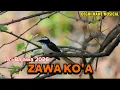 Lagu ZAWA KO'A // JA'I BAJAWA TERBARU 2026 // 